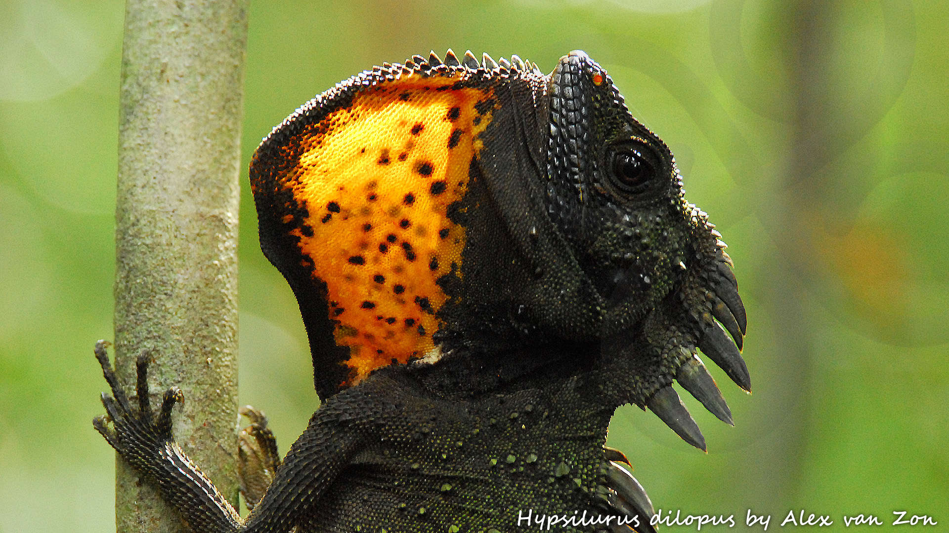 The forest dragon Hypsilurus dilopus is a relatively widespread New Guinea lowland lizard that varies geographically in its color pattern and may well represent a species complex. Copyright © Alex van Zon