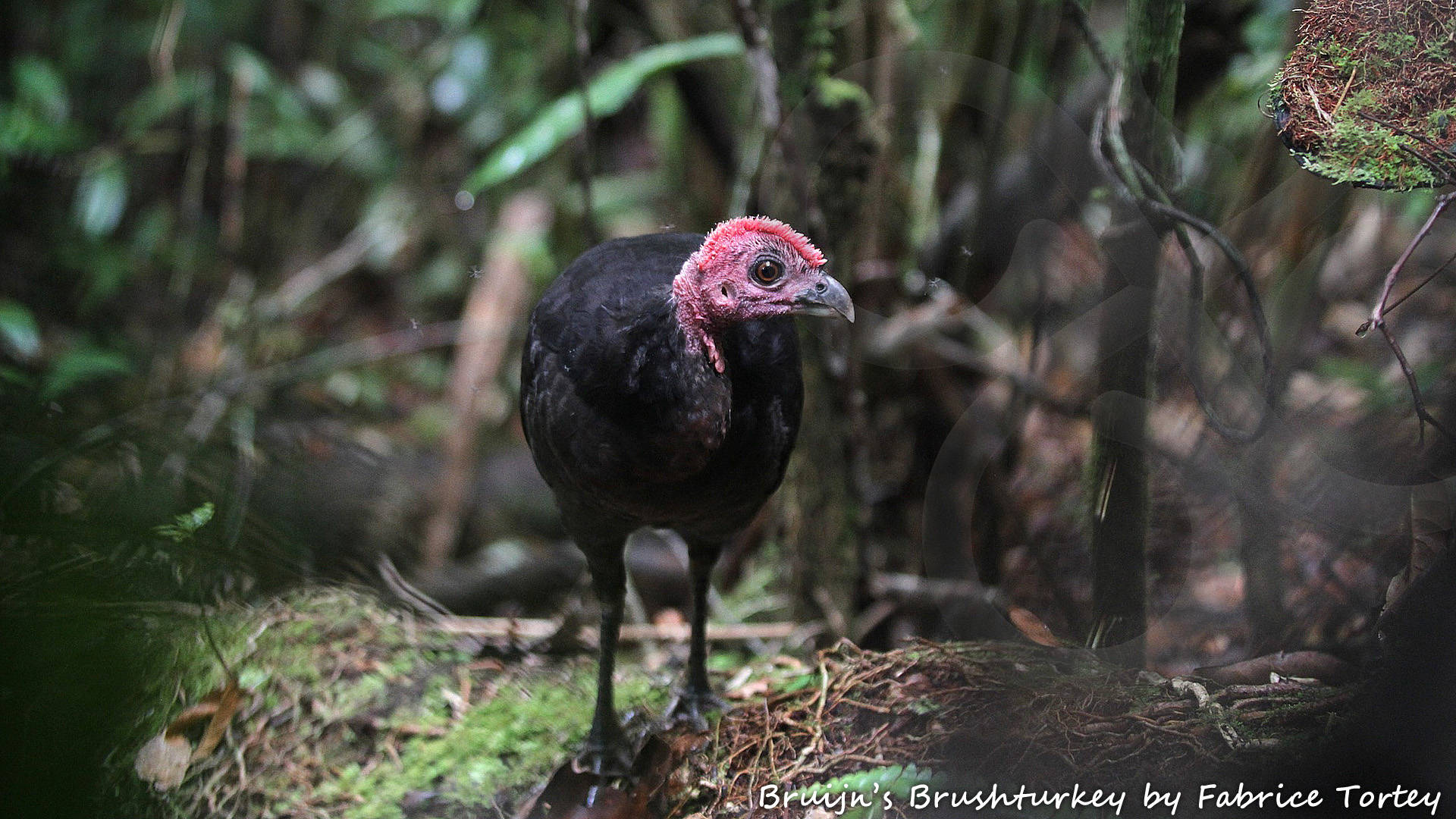 Bruijn's Brushturkey Aepypodius bruijnii is among 65 bird species that occur only in West Papua and nowhere else on Earth. It appears to be entirely confined to the largest Raja Ampat island of Waigeo. Copyright © Fabrice Tortey