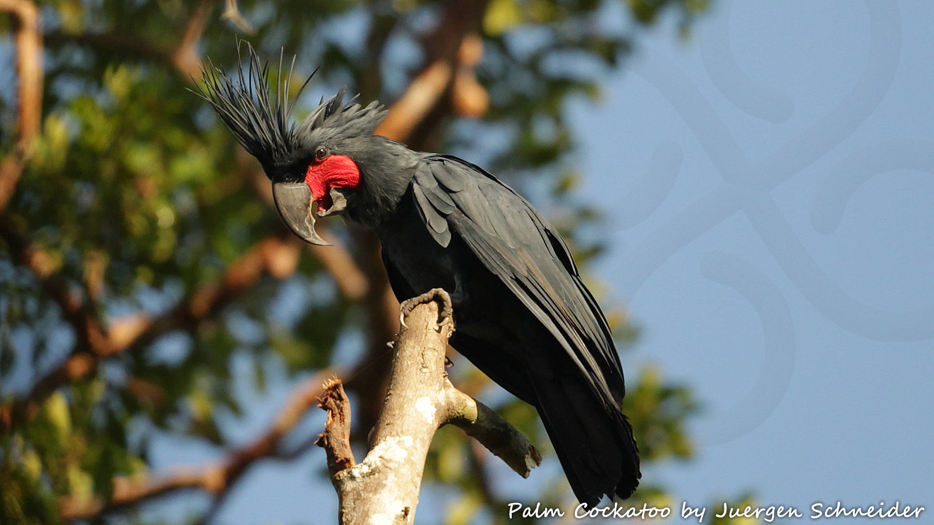 Even without erecting its wacko crest, the lowland-dwelling Palm Cockatoo Probosciger aterrimus stands out as New Guinea's biggest parrot and a veritable feast for the eyes. Copyright © Juergen Schneider