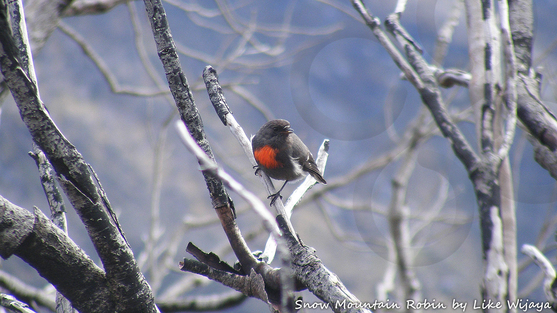 Snow Mountain Robin Petroica archboldi is one of five bird species that occur only in the Snow Mountains of West Papua or Indonesian New Guinea and nowhere else on Earth. This little gem appears to be genuinely confined to Peak Trikora or Wilhelmina and Peak Jaya or Carstenz, reliably setting in above 4,000 m elevation only. Copyright © Like Wijaya