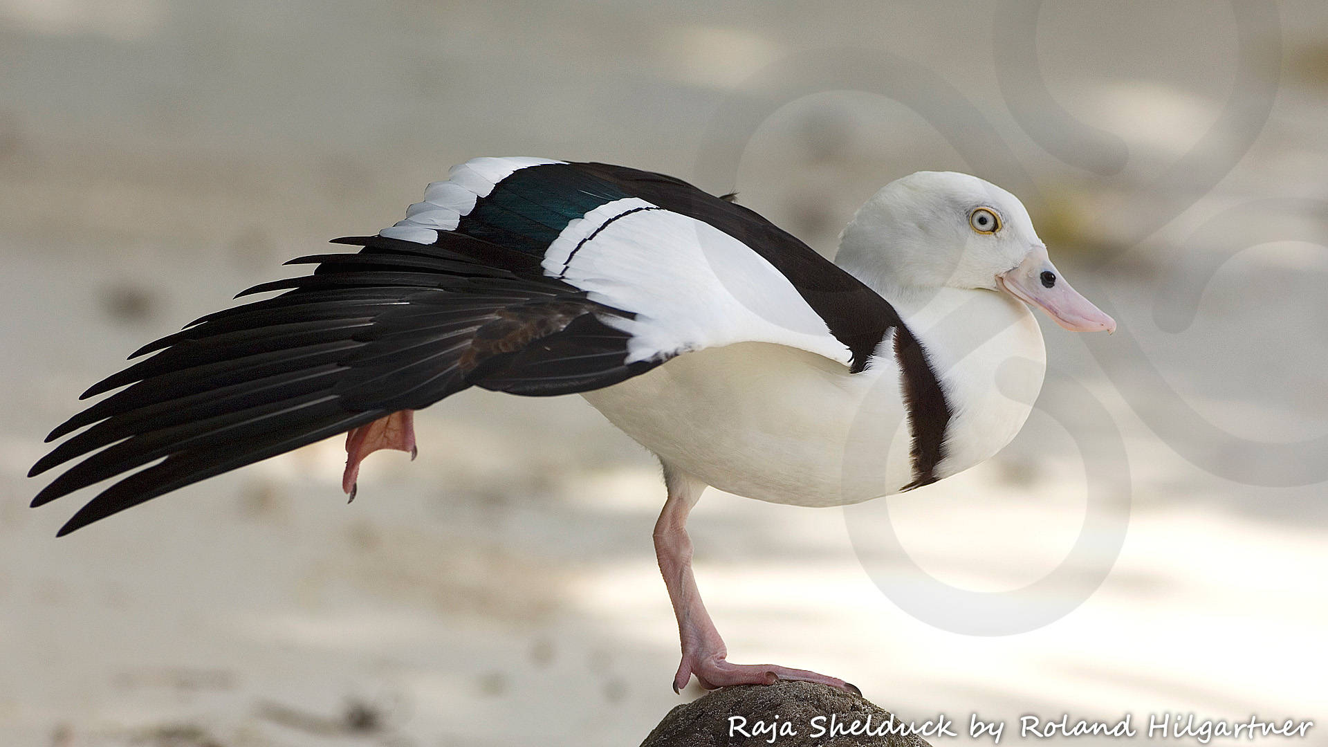 The Trans-Fly zone is a globally significant staging and wintering ground for waterfowl from Australia such as the Radjah Shelduck Radjah radjah. Copyright © Roland Hilgartner