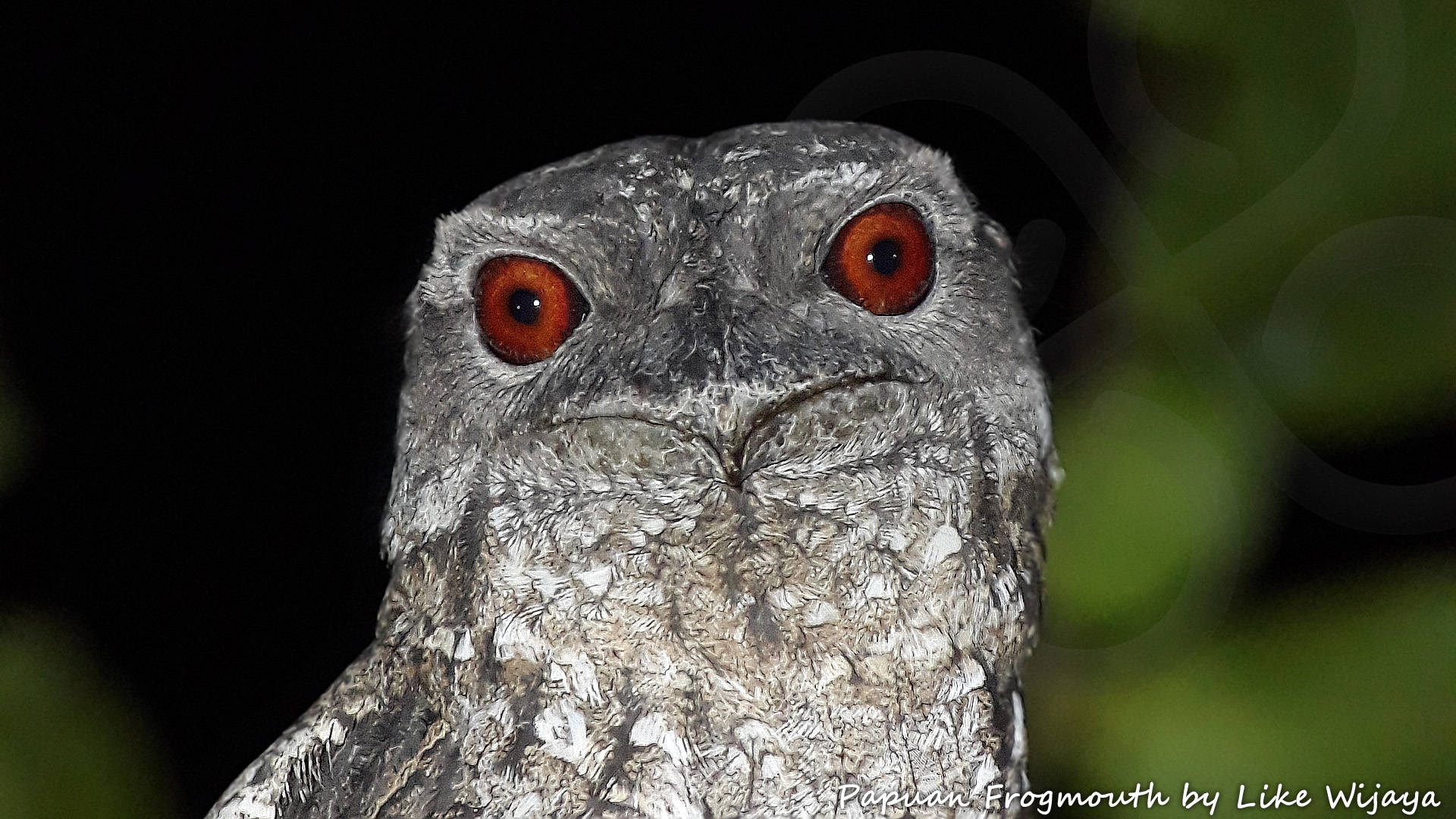 The impressive Papuan Frogmouth Podargus papuensis occurs throughout the lowlands of the New Guinea or Papuan avifaunal region and potentially can be seen on all of our five birding walks. Copyright © Like Wijaya