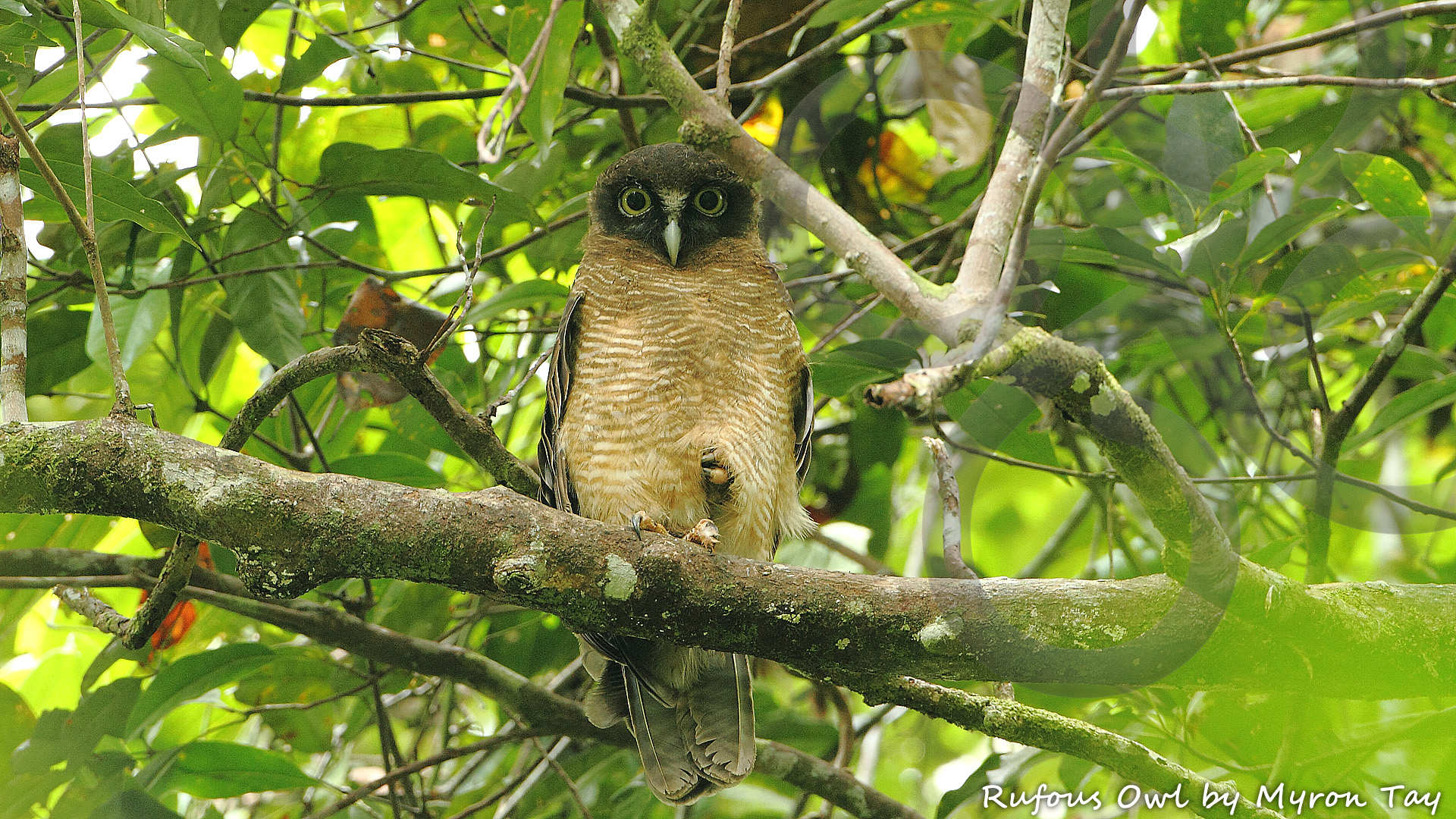 New Guinea's biggest yet most difficult owl to find, the Rufous Owl Ninox rufa, could be one of the highlights around our secluded Muaib jungle camp near Sentani. Copyright © Myron Tay