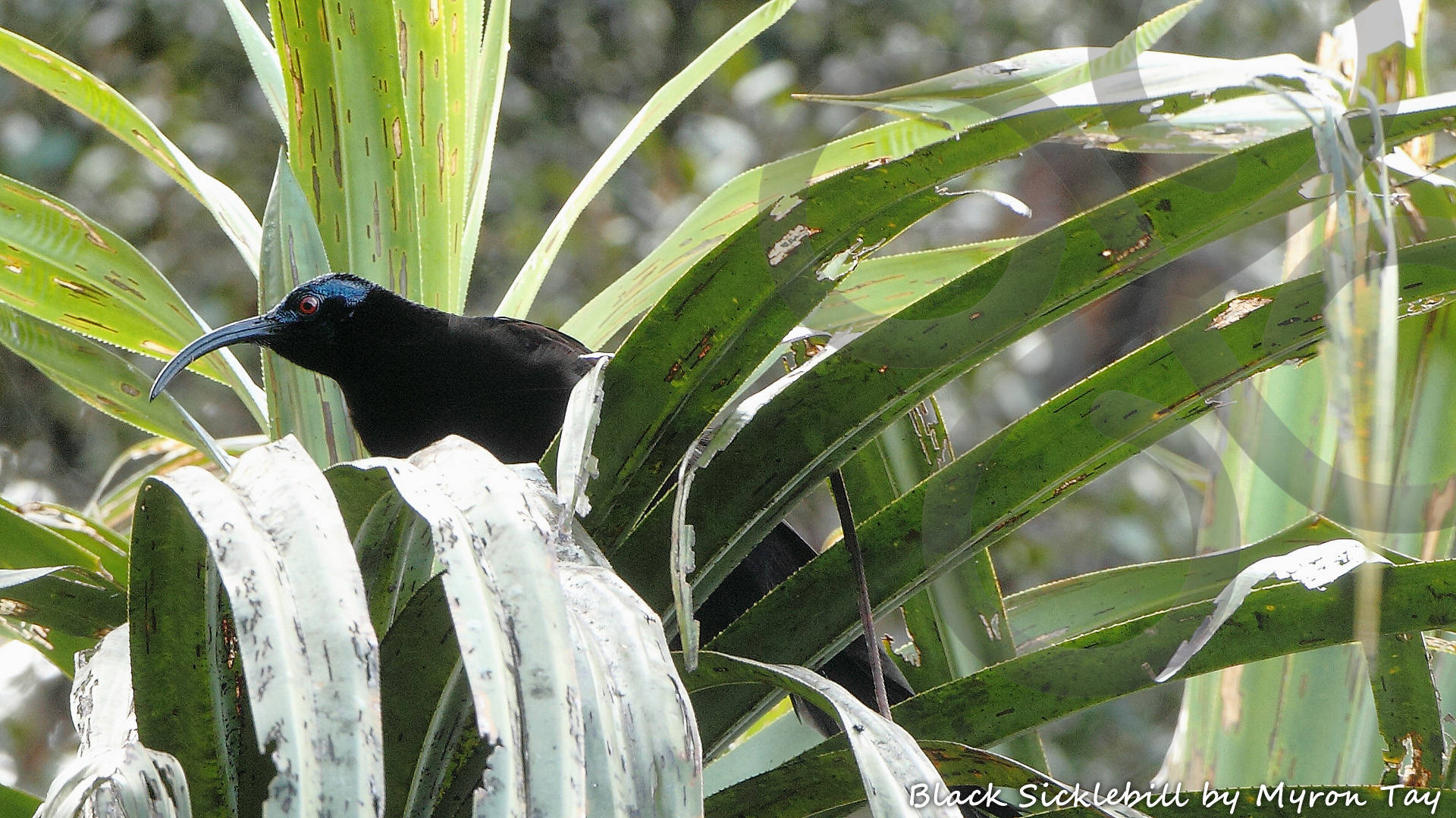 An adult male Black Sicklebill Epimachus fastuosus feasts on the fruit of a Pandanus-palm high-up in the cloud-forest of the Arfak Mountains. Copyright © Myron Tay