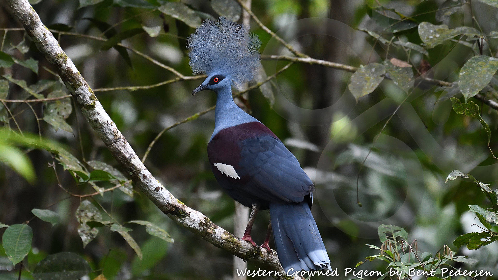 The delightful Western Crowned Pigeon Goura cristata is among 65 bird species that are endemic to West Papua and, except for an introduced population on the Moluccan island of Seram, occurs nowhere else on Earth. Copyright © Bent Pedersen