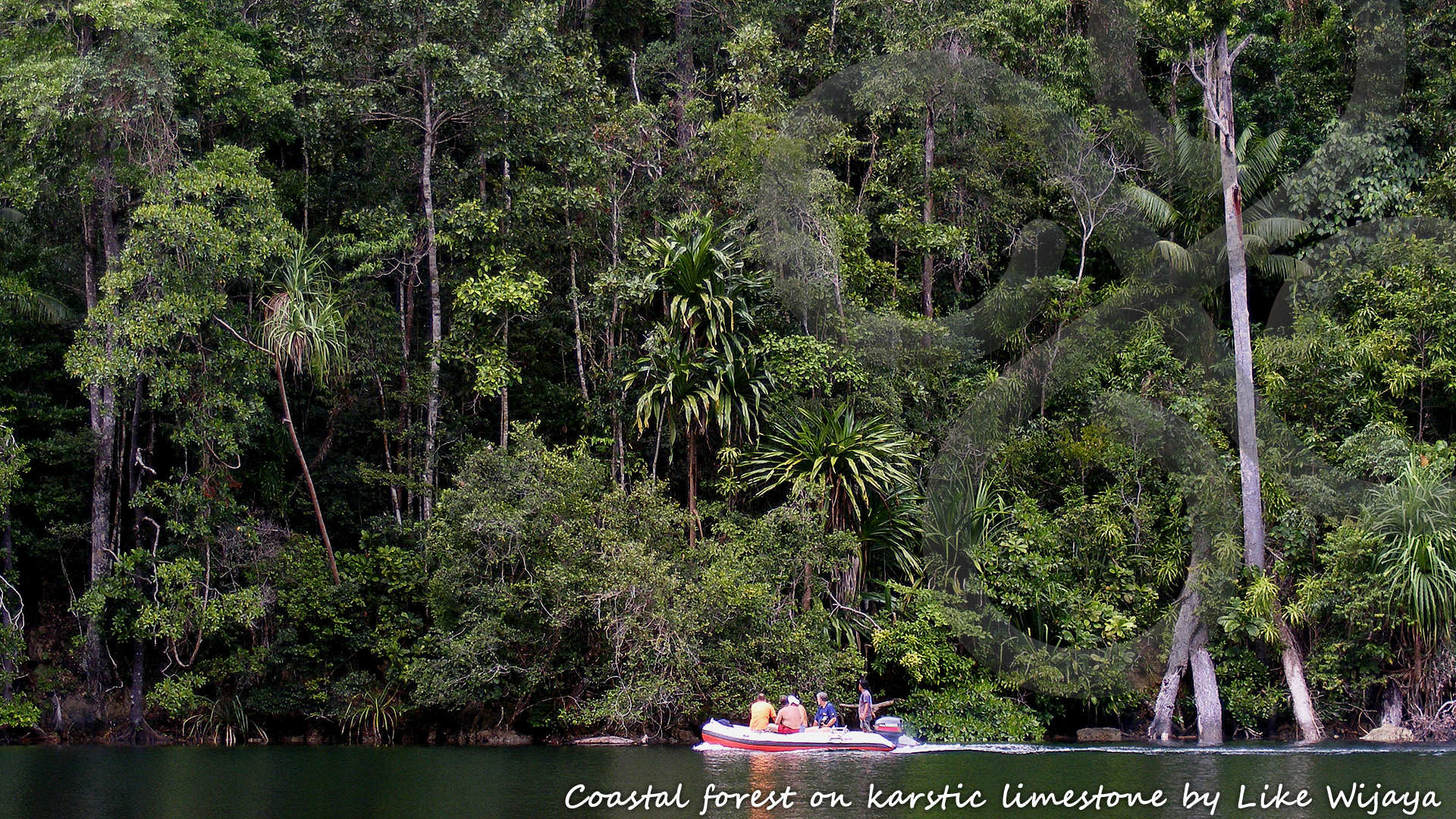 Cruising the Raja Ampat islands of Waigeo and Misool provides an interesting window of observation into otherwise impenetrable lowland forests on karstic limestone. Copyright © Like Wijaya
