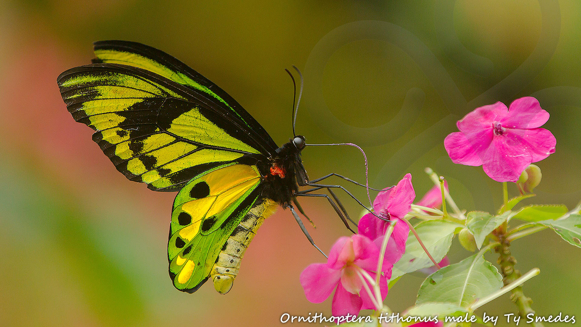 The gorgeous male Ornithoptera tithonus is one of three species of birdwing butterfly that can be seen on a stroll through the well-flowered garden around our partnering community-owned guest house in the Arfak Mountains. Copyright © Ty Smedes
