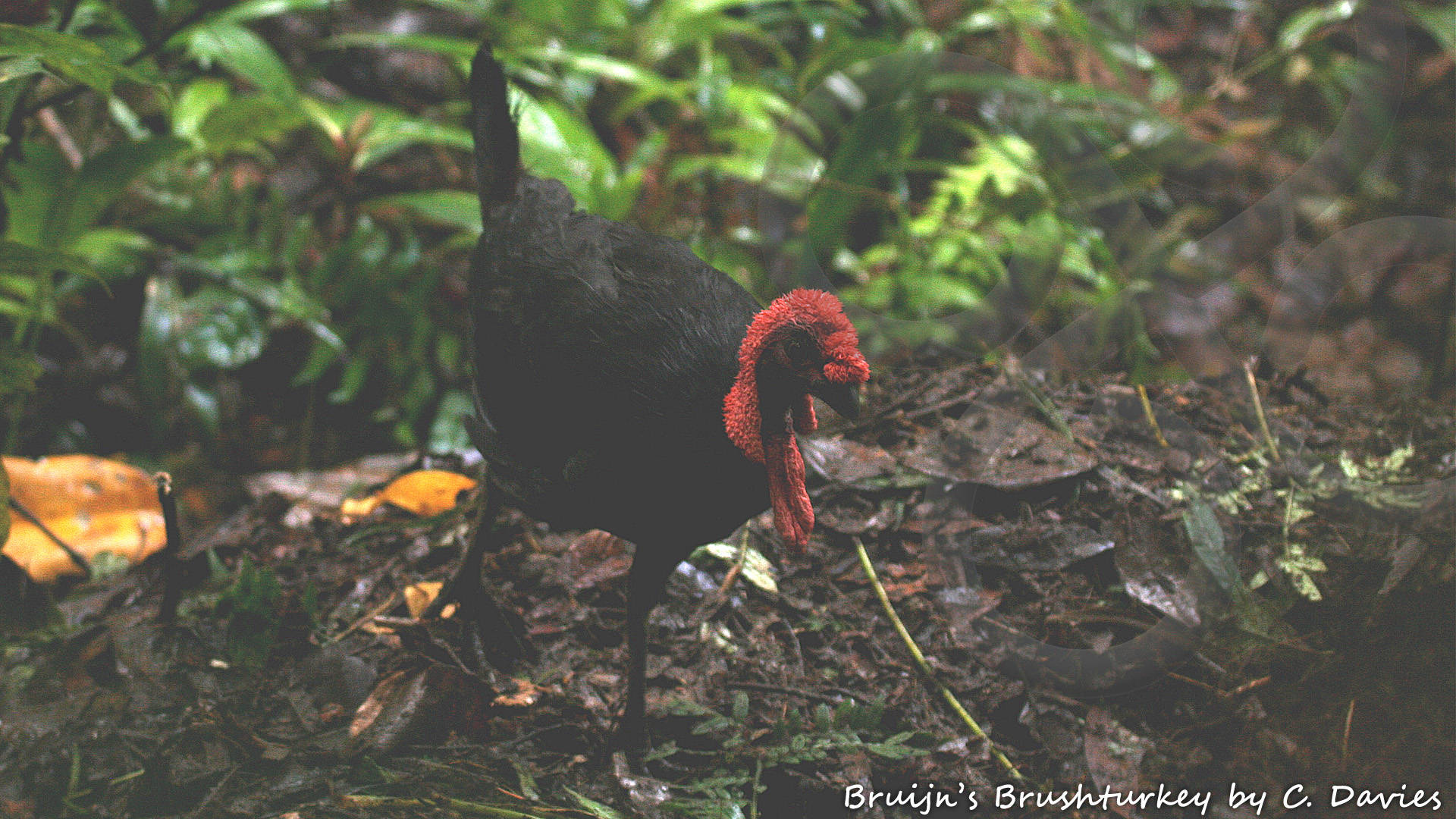 Adult mound-tending male Bruijn's Brushturkey Aepypodius bruijnii photographed for the first time ever in the wild, atop its nest mound in ridgetop cloud-forest on Mount Danai, Waigeo Island, Raja Ampat archipelago, eastern Indonesia. Copyright © Papua Expeditions and C. Davies