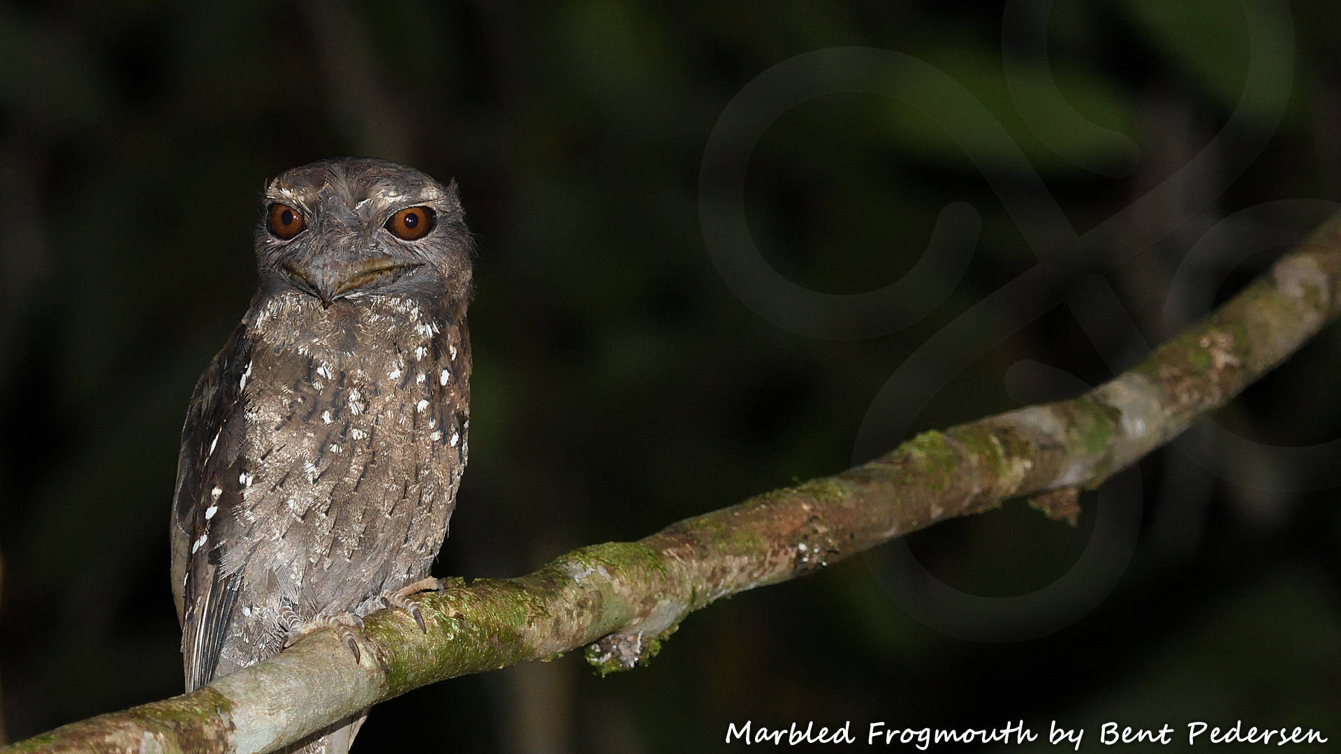 The lowland-dwelling Marbled Frogmouth Podargus ocellatus is one of 242 widespread residents in West Papua that always is a thrill to see. Copyright © Bent Pedersen
