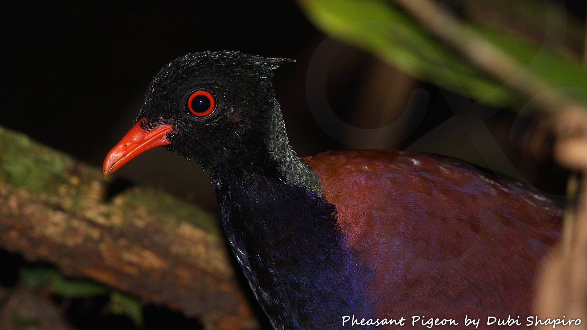 New Guinea forest bird communities differ markedly from elsewhere in featuring an unusually high proportion of ground-dwellers like this strange Pheasant Pigeon Otidiphaps nobilis which belongs in its own genus and is among 289 bird species that are endemic to the New Guinea or Papuan avifaunal region. Copyright © Dubi Shapiro