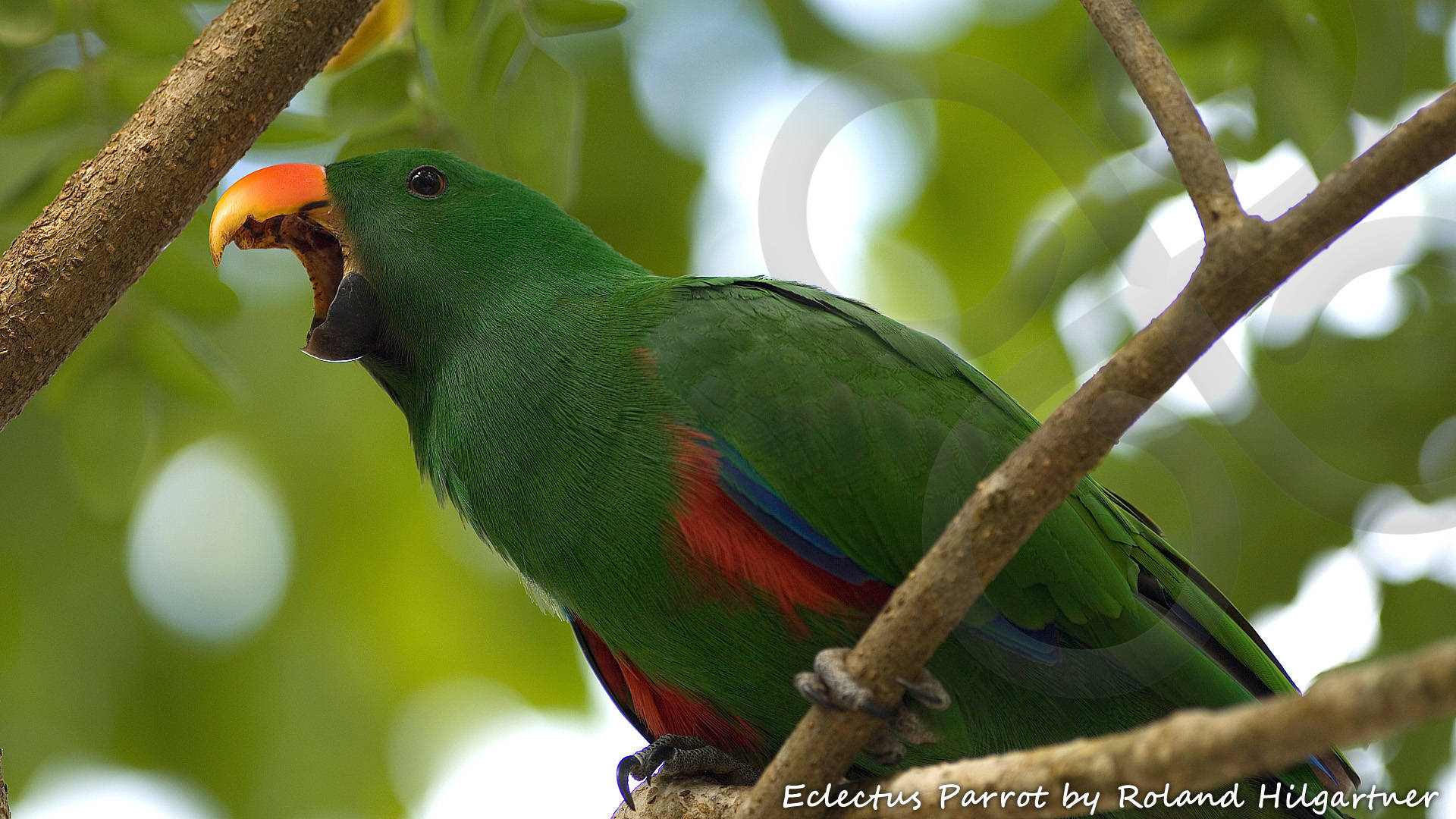 Eclectus Parrot Eclectus roratus is widely distributed throughout the lowland forests of the New Guinea region and beyond. Copyright © Roland Hilgartner