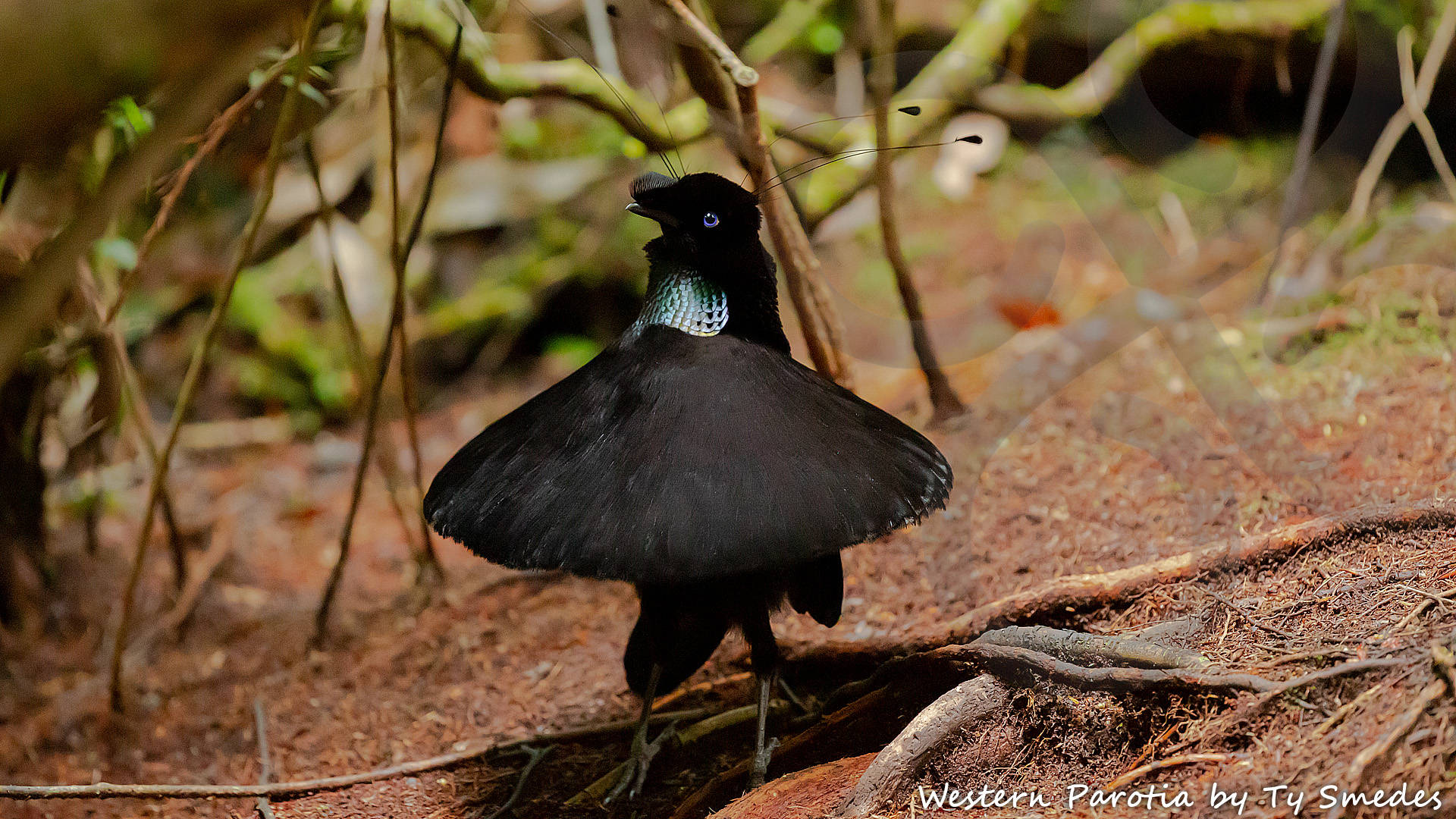 The ballerina-display of the adult male Western Parotia Parotia sefilata on its meticulously cleared ground court has to be witnessed to be believed. This amazing bird-of-paradise is but one of 65 bird species endemic to West Papua, where it occurs at mid-elevations in the Arfak, Tamrau and Wandammen Mountains. Copyright © Ty Smedes