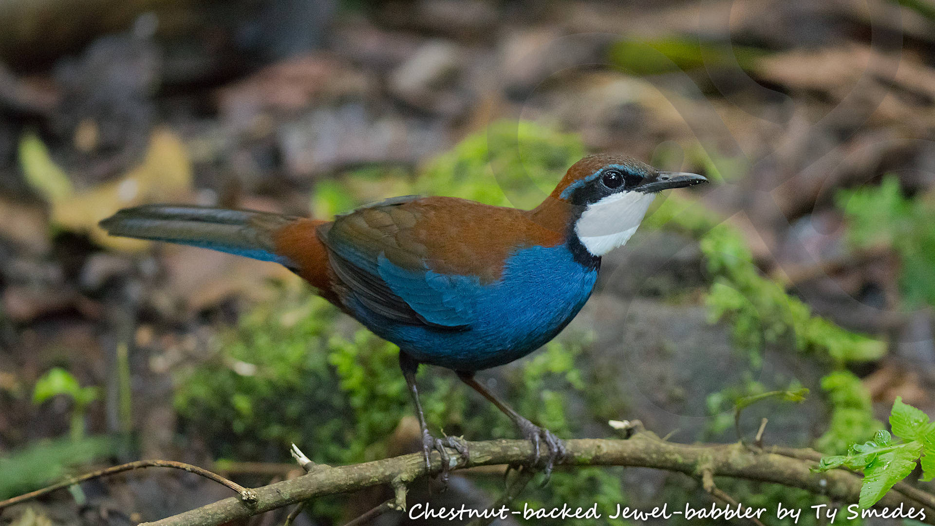 The gorgeous Chestnut-backed Jewel-babbler Ptilorrhoa castanonota is a denizen of New Guinea's hill and lower montane forests that can be seen on our 'Amazing Arfak' birding expedition. Copyright © Ty Smedes