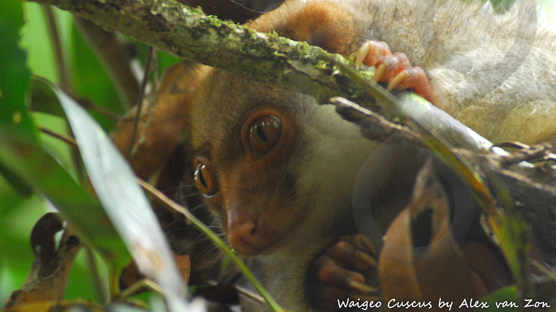 Getting up-close and personal with the endemic and endangered marsupial Waigeo Cuscus Spilocuscus papuensis could be one of the highlights of an outdoors adventure to the largest Raja Ampat island of Waigeo. Copyright © Alex van Zon