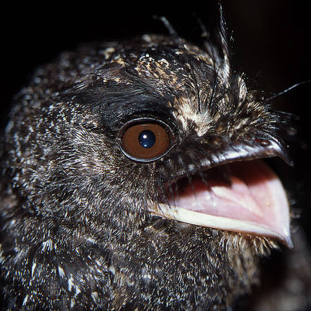 Wallace's Owlet-nightjar Aegotheles wallacii is among a host of new island records for Waigeo first obtained by Iwein Mauro on Mounts Nok and Sau Lal back in 2002, and which have now also been observed on Mount Danai. Copyright © Iwein Mauro