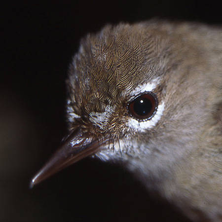 Tropical Scrubwren Sericornis beccarii is among a host of new island records for Waigeo first obtained by Iwein Mauro on Mounts Nok and Sau Lal back in 2002, and which have now also been observed on Mount Danai. Copyright © Iwein Mauro